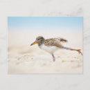 Recherche de animaux cartes postales Littoral