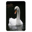 Recherche de cygne magnets Nature