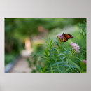Recherche de smithsonien posters Photos de nature