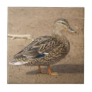 Recherche de femelle carreaux Canard