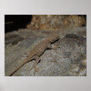 Recherche de lézards posters Faune