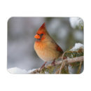 Recherche de cardinalis de cardinalis Oiseau