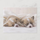 Recherche de sommeil cartes postales Animaux