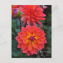 Recherche de dahlia rouge cartes postales Jaune