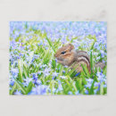 Recherche de tamia cartes postales Nature