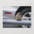 Recherche de moineau cartes postales Nature