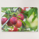 Recherche de cerise puzzles Fruit