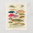 Recherche de poisson cartes postales Vintage