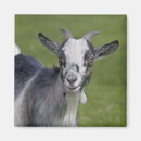 Recherche de nain magnets Animaux