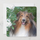 Recherche de sheltie vœux cartes Animal de compagnie