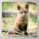 Recherche de tanière Bois