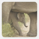 Recherche de éléphant asiatique autocollants Veau