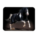 Recherche de cheval occidental magnets Photographie