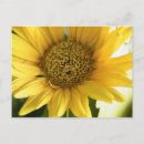Recherche de gerberas cartes postales Marguerite