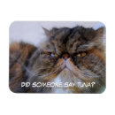 Recherche de fourrure magnets Chat