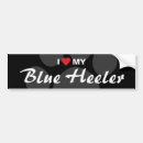 Recherche de heeler bleu Race