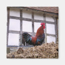Recherche de poulet coq magnets Fermes