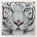 Recherche de tigre blanc dessous de verres Félin
