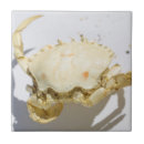 Recherche de vert de mer carreaux Tuiles