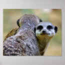 Recherche de suricate posters Meerkat