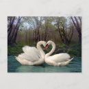 Recherche de peinture de cygne cartes postales Cygnes