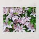 Recherche de clematis cartes postales Photographie