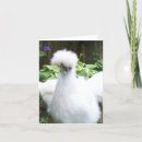 Recherche de silkie cartes postales Poulets