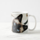 Recherche de siamois tasses Chat