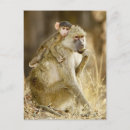 Recherche de babouins cartes postales Vertical