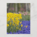 Recherche de jonquille cartes postales Jardin