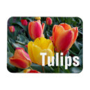 Recherche de photos de tulipe magnets Floral