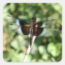 Recherche de ailes de libellule autocollants Nature