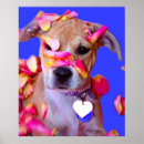 Recherche de american staffordshire art Chiots