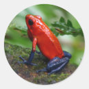 Recherche de grenouille rouge autocollants Sauvage