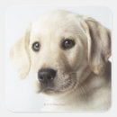 Recherche de blondes photographie Animal