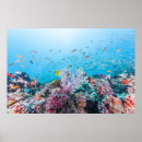 Recherche de la grande barrière de corail posters Maritime