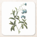 Recherche de myosotis dessous de verres Fleur