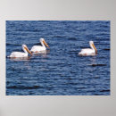 Recherche de pelican posters Oiseaux