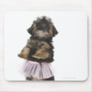 Recherche de patte chiot tapis souris Animaux domestiques