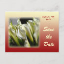 Recherche de zantedeschia cartes postales Floral