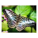 Recherche de ailes photographie Papillons