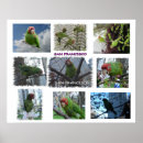 Recherche de masque rouge posters Animal