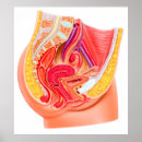 Recherche de fertilité humaine posters Trompes de fallope