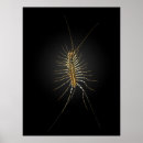 Recherche de les insectes posters Bugs