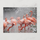 Recherche de zoo cartes postales Neige