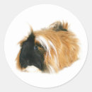 Recherche de rongeur autocollants Cavy