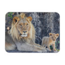 Recherche de lion de bébé magnets Lionceau