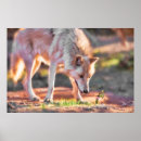 Recherche de loups sauvages posters Loup de bois