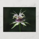 Recherche de baume cartes postales Baume des abeilles