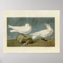 Recherche de mouettes posters Crâne